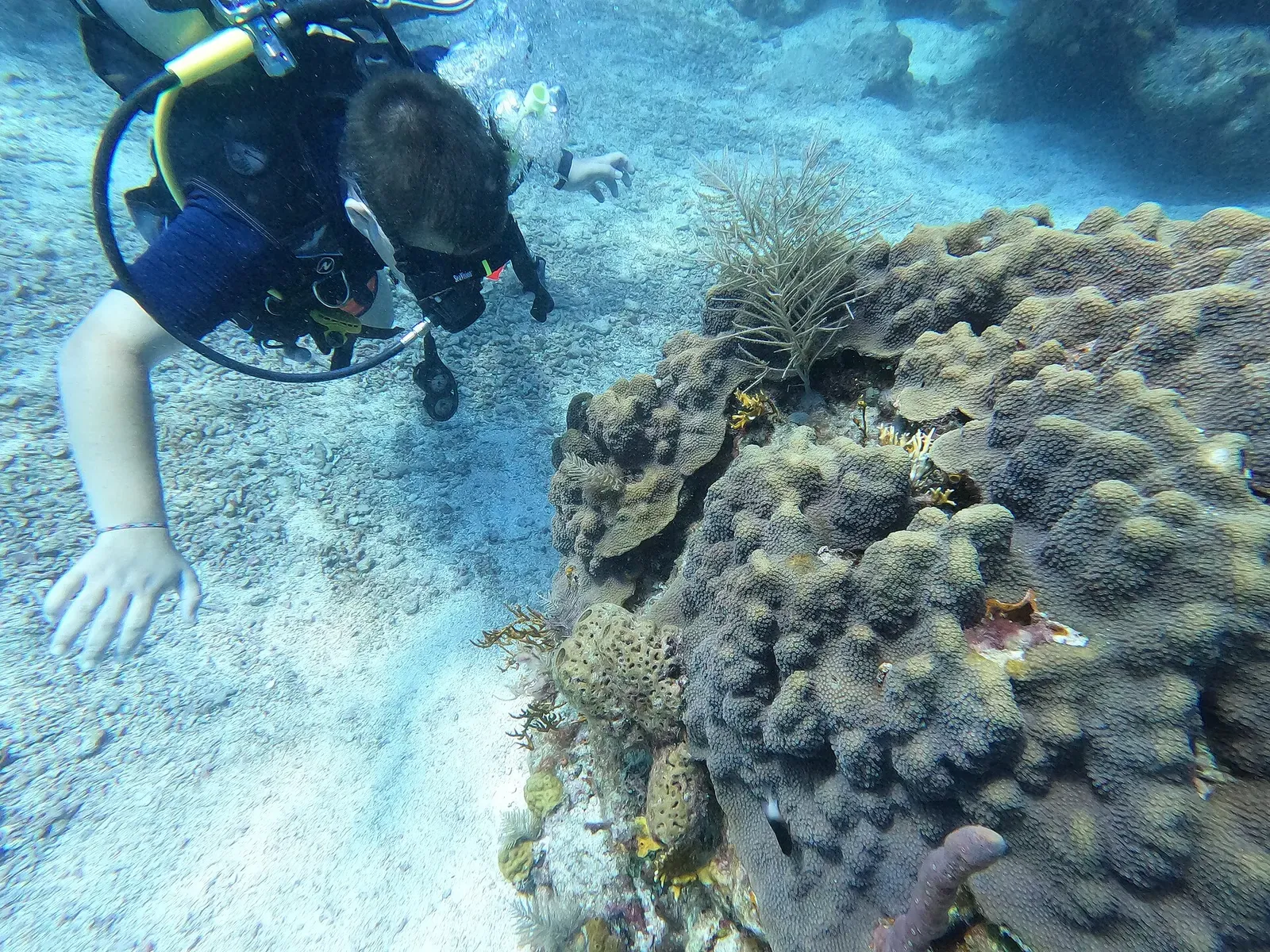 Diver examining a star coral colony at Molasses Reef in the Florida Keys