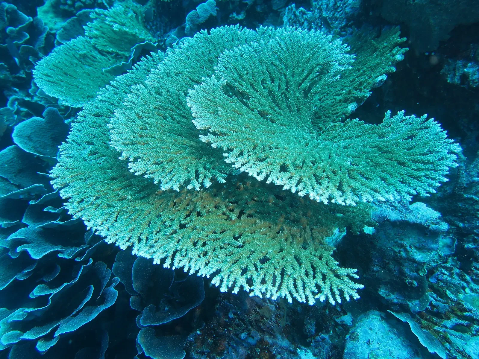 Large table coral spreading across the reef at the Banua Wuhu volcano