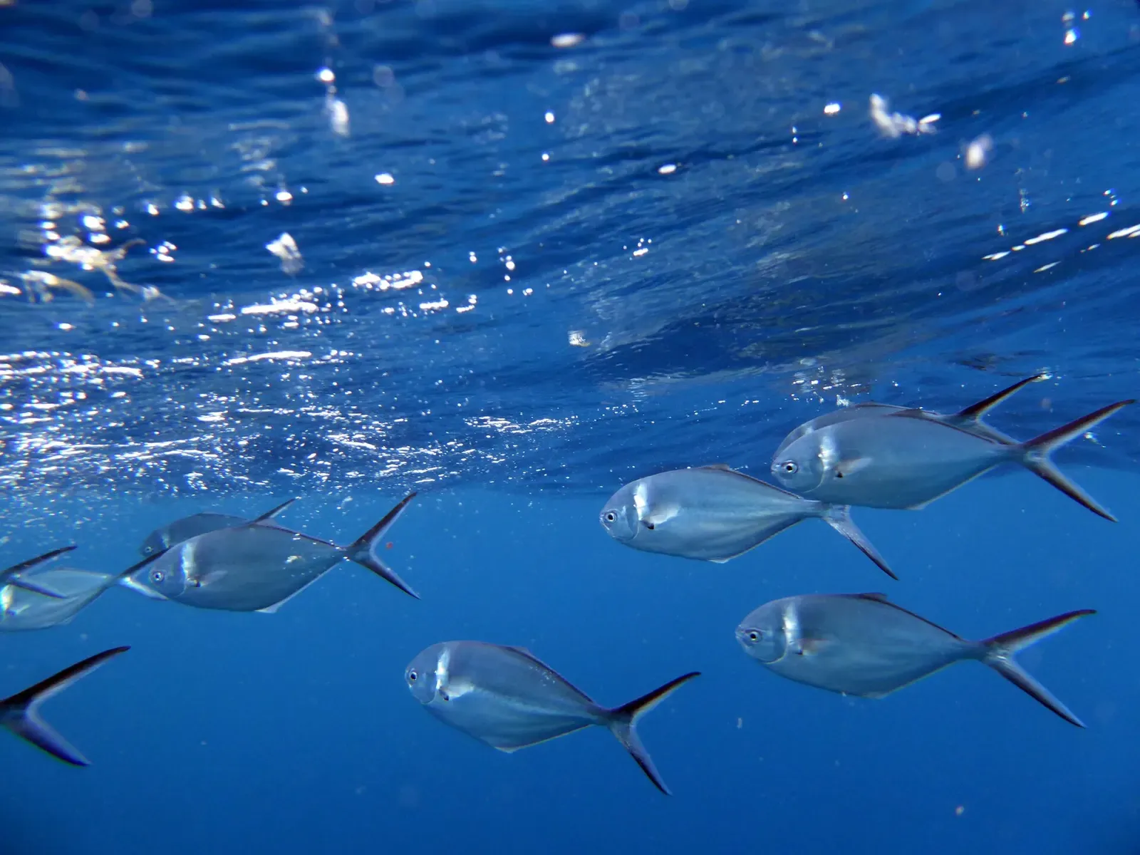 A small group of steel pompano swims under the rippled ocean surface.