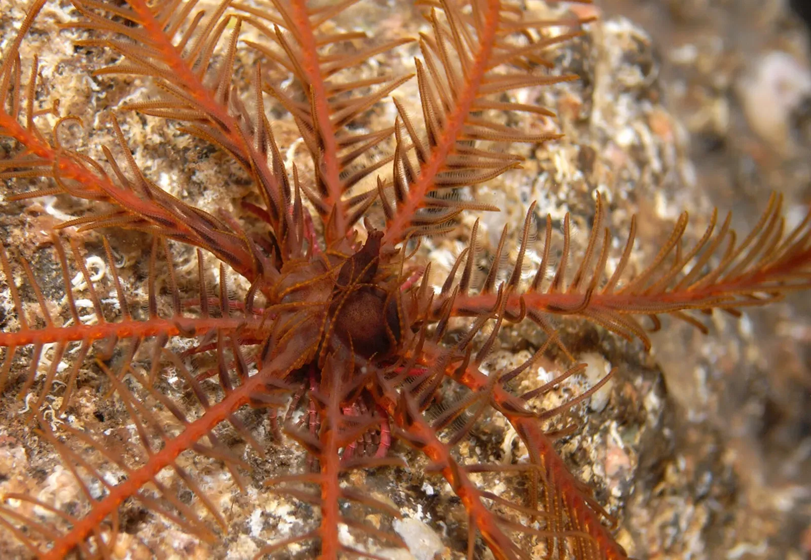 A red feather star spreads its arms across encrusted volcanic rock off El Hierro
