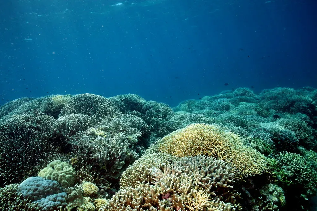 Mounds of elkhorn and staghorn coral spread across the reef top at Amos Rock.