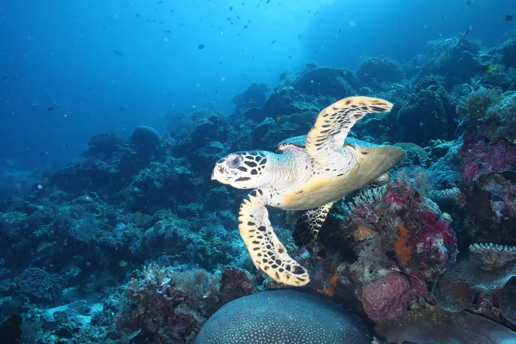 A hawksbill turtle gliding over a coral reef in clear blue water