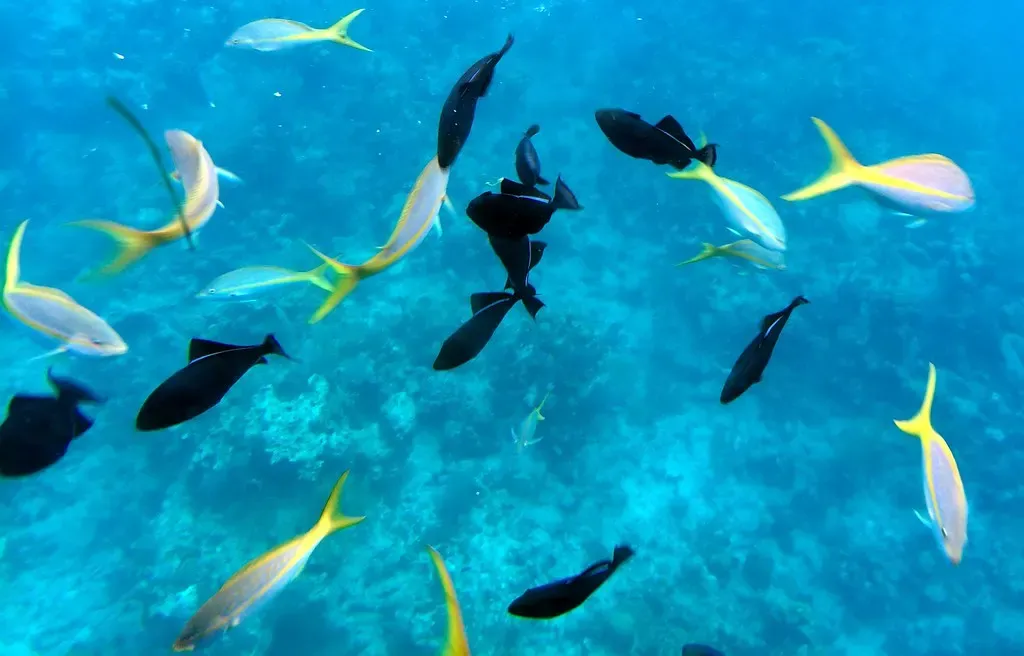A mixed school of yellowtail snapper and black durgons swims over a Grand Turk reef
