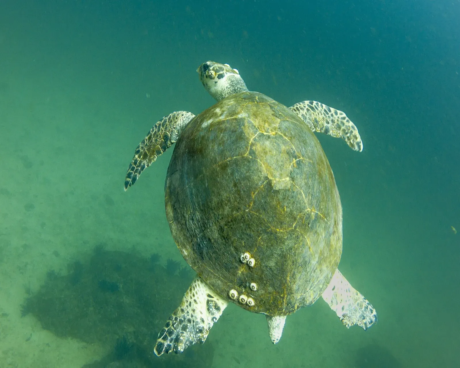 A green sea turtle swimming over a reef at Hayut Run in the Daymaniyat Islands