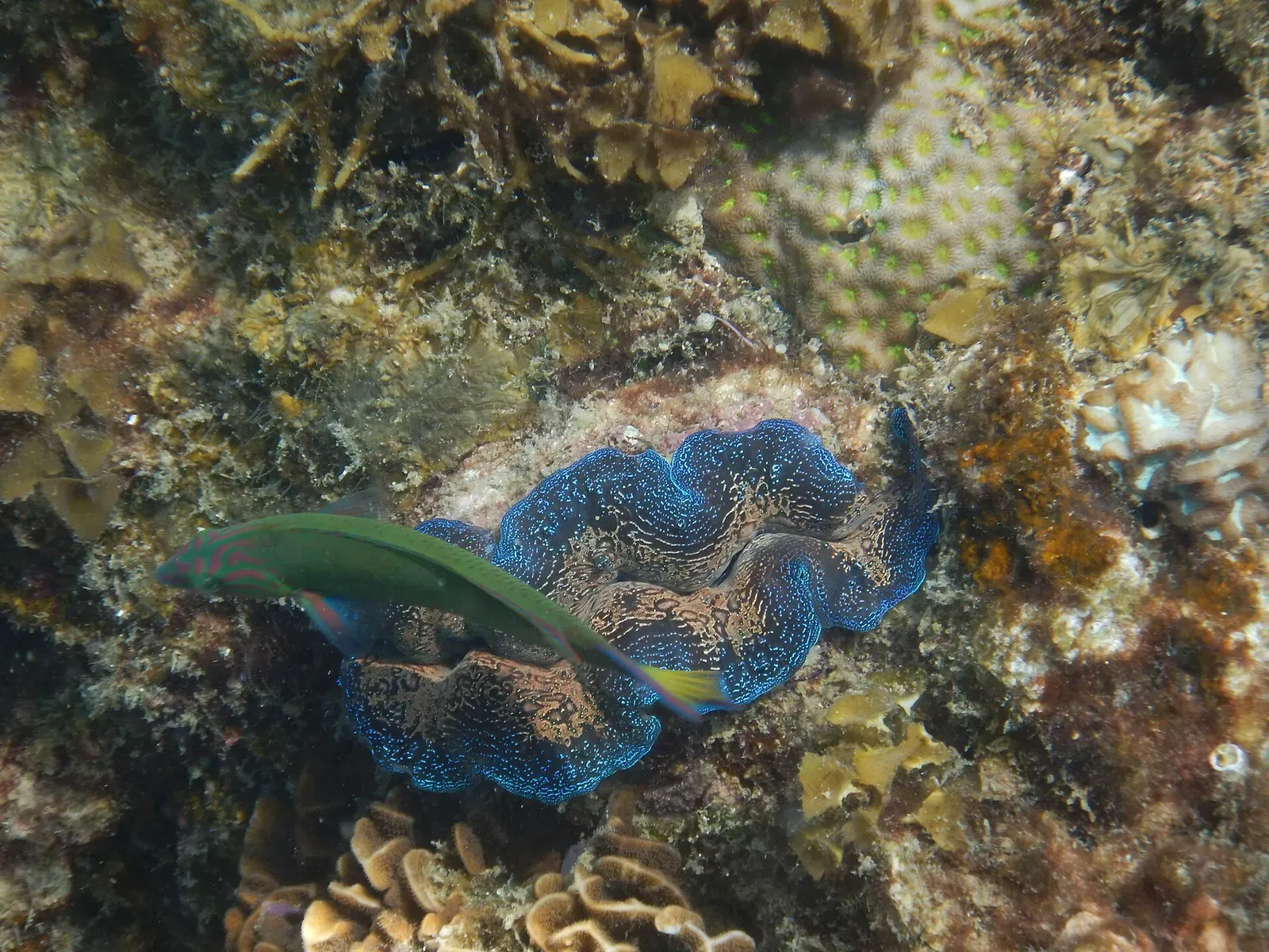 A wrasse swims past a giant clam set into a Koh Tao boulder reef