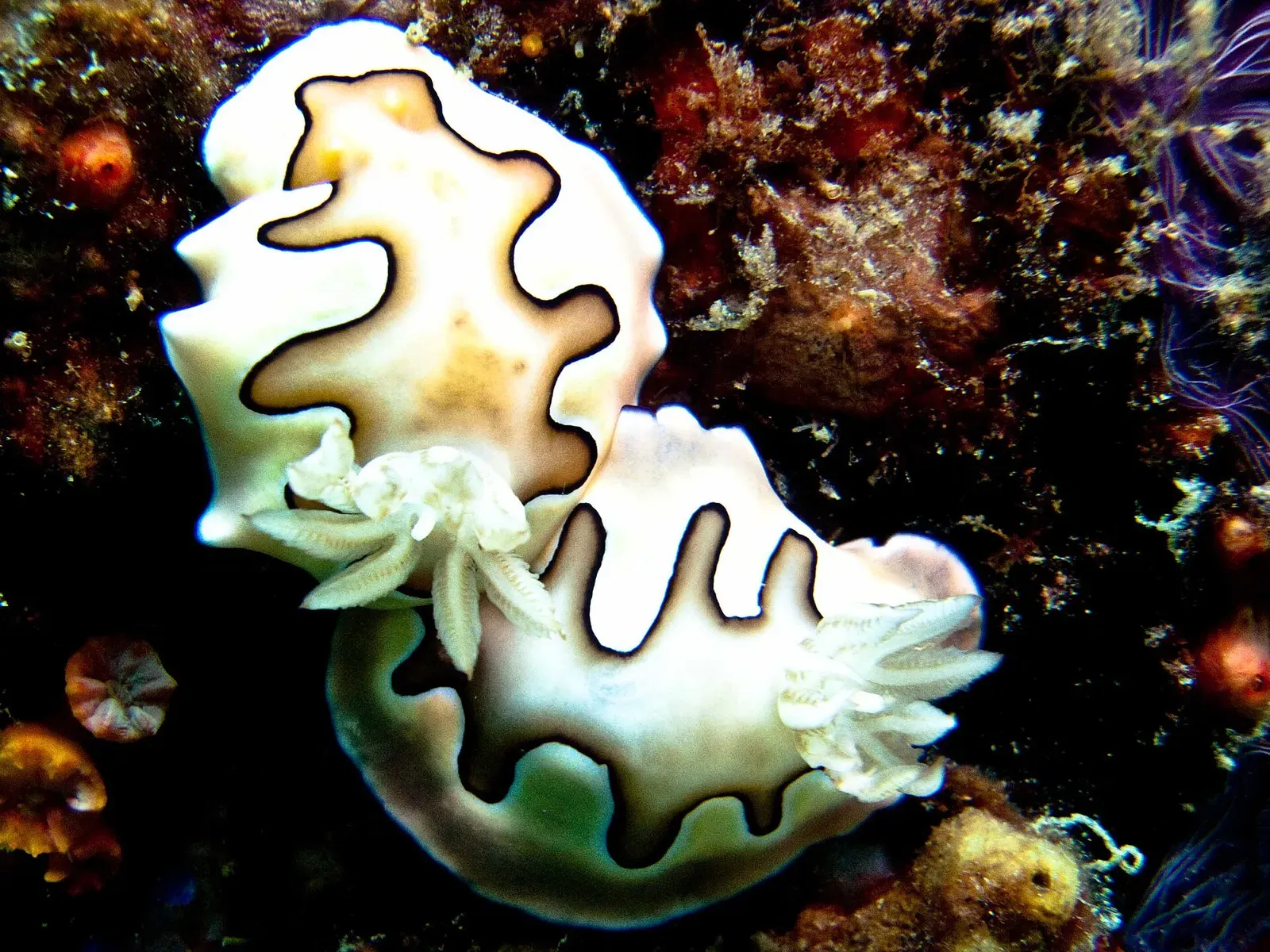A pair of cream-and-black nudibranchs cross the reef near Nha Trang