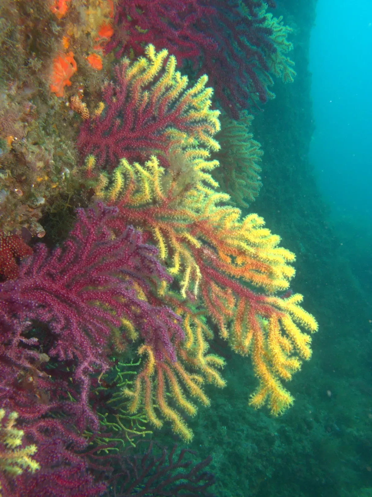 Red and yellow violescent sea-whip gorgonians growing on a rock wall at Les Ferranelles, Medes Islands