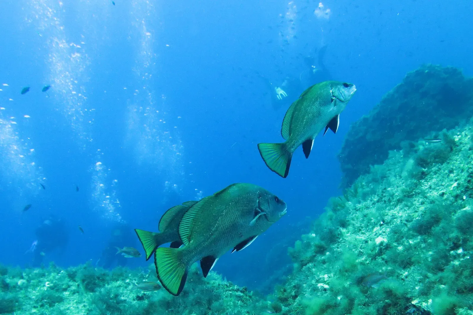 Two brown meagre swim over algae-covered rocks in the Gabiniere reserve