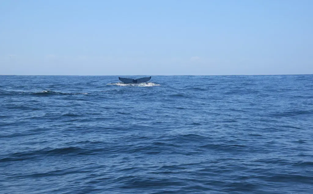A whale's tail fluke rises above the surface of Algoa Bay before a deep dive