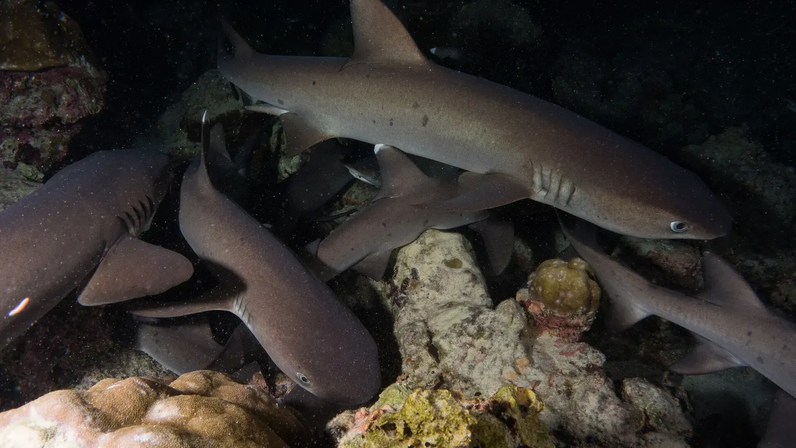 A group of whitetip reef sharks rests together in a rocky crevice at night.