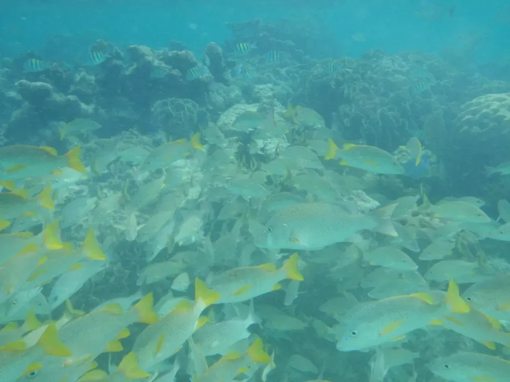 A dense school of yellowtail snapper fills the water over a coral reef in Belize