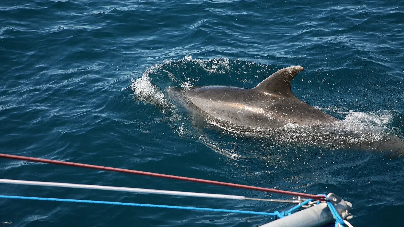 A dolphin surfaces beside a boat in the Bay of Islands
