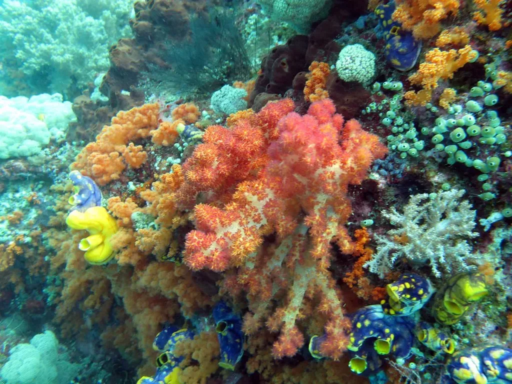 A dense reef slope crowded with orange and red soft corals, sponges, and giant clams.