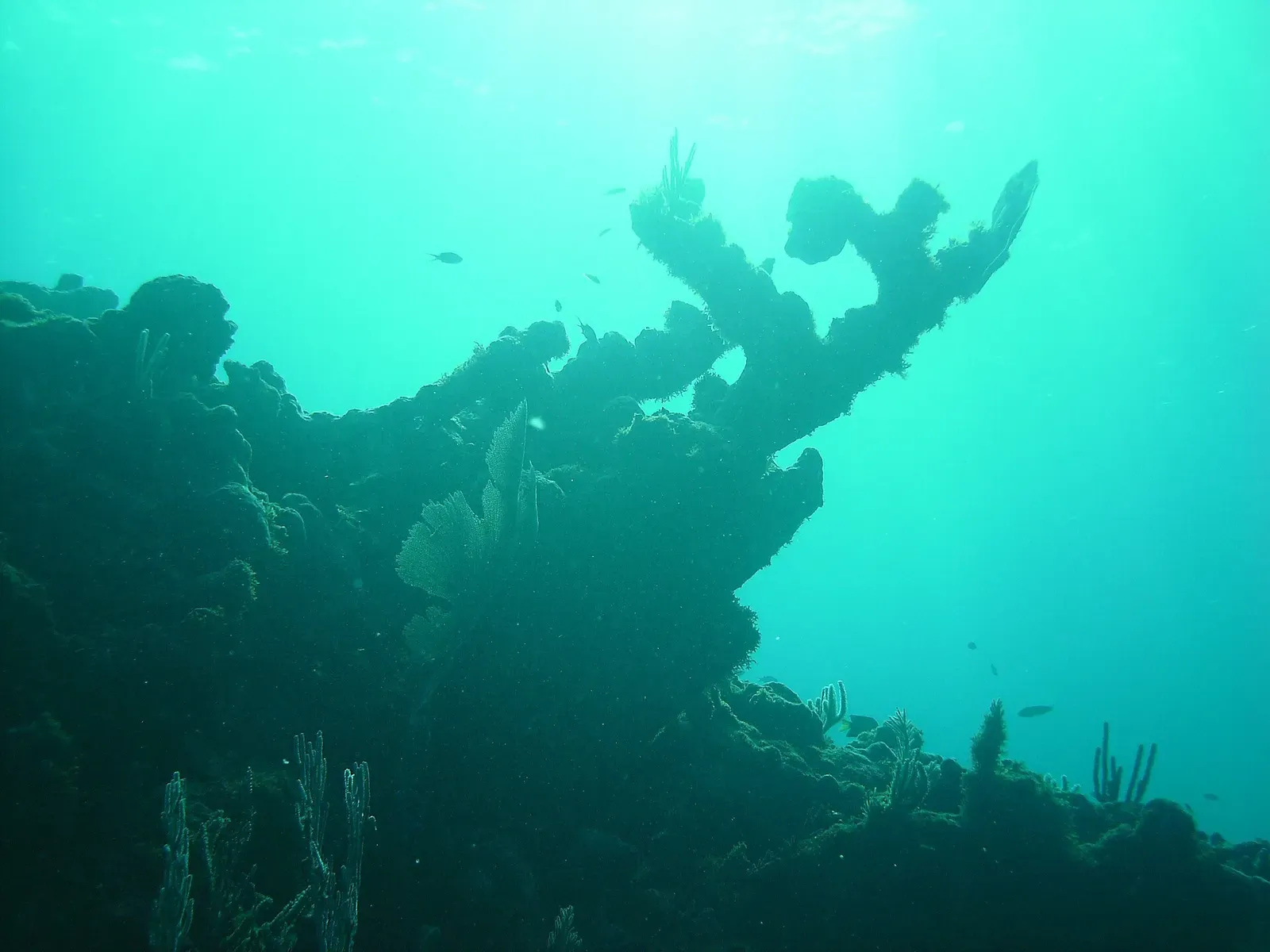 Sunlight filters through turquoise water onto a coral reef formation off Isla Mujeres