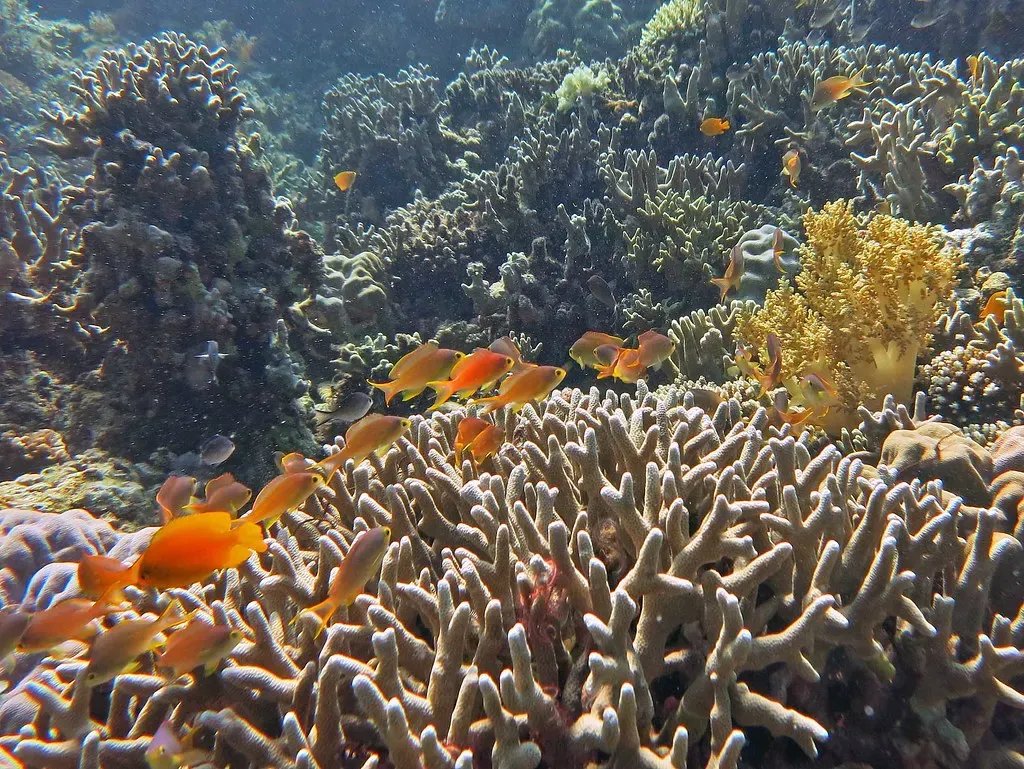 Orange anthias school over golden staghorn coral on a sunlit Moalboal reef.