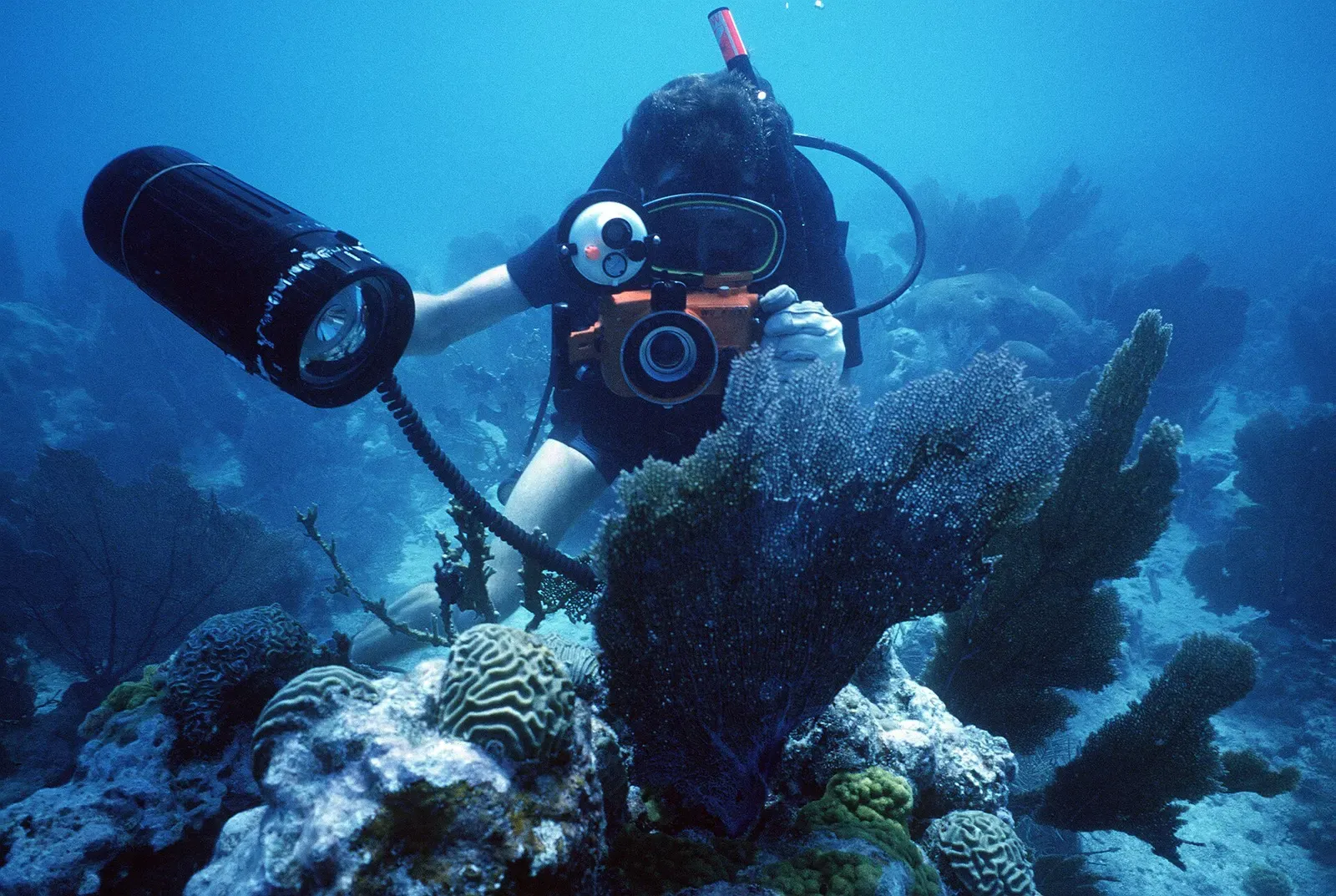 Navy diver photographing marine life on a training dive off Key West, Florida