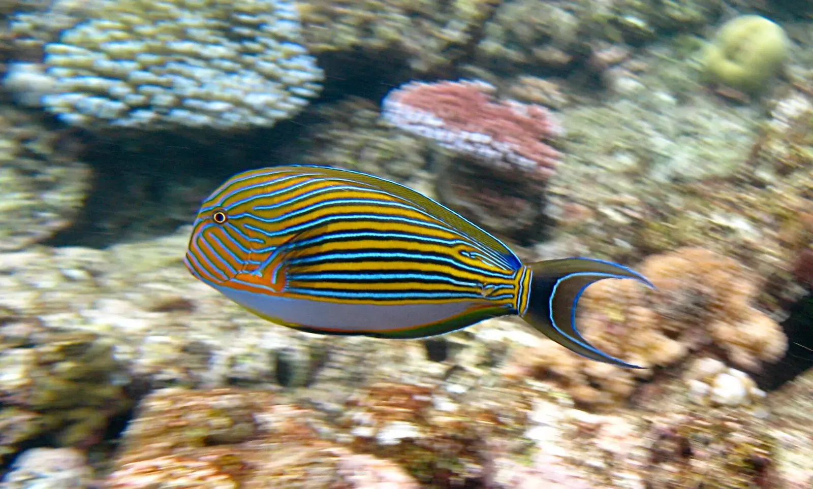 A striped surgeonfish with bright yellow and blue lines swims over Flynn Reef