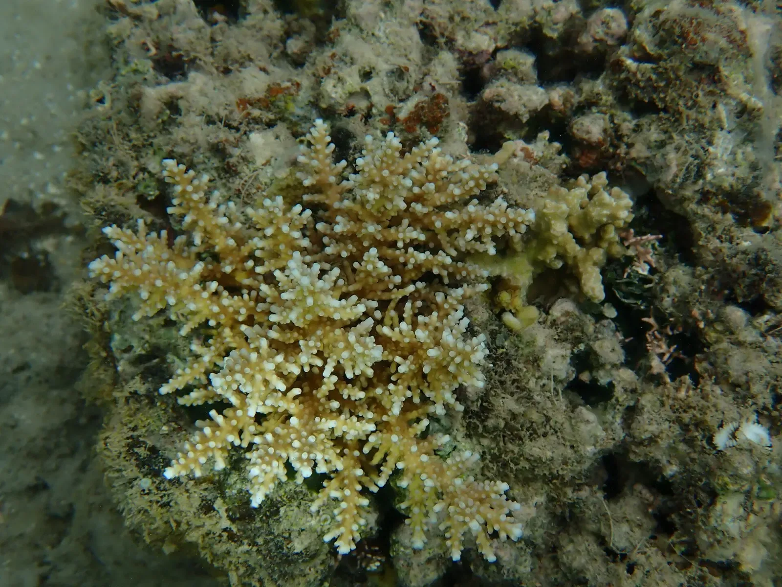 Branching Acropora coral spreads across a shallow reef bommie in Beqa Lagoon