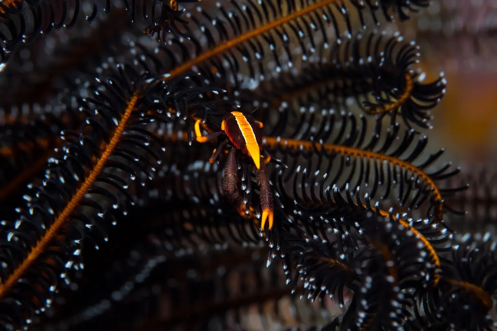 Orange squat lobster nestled among the black arms of a feather star crinoid