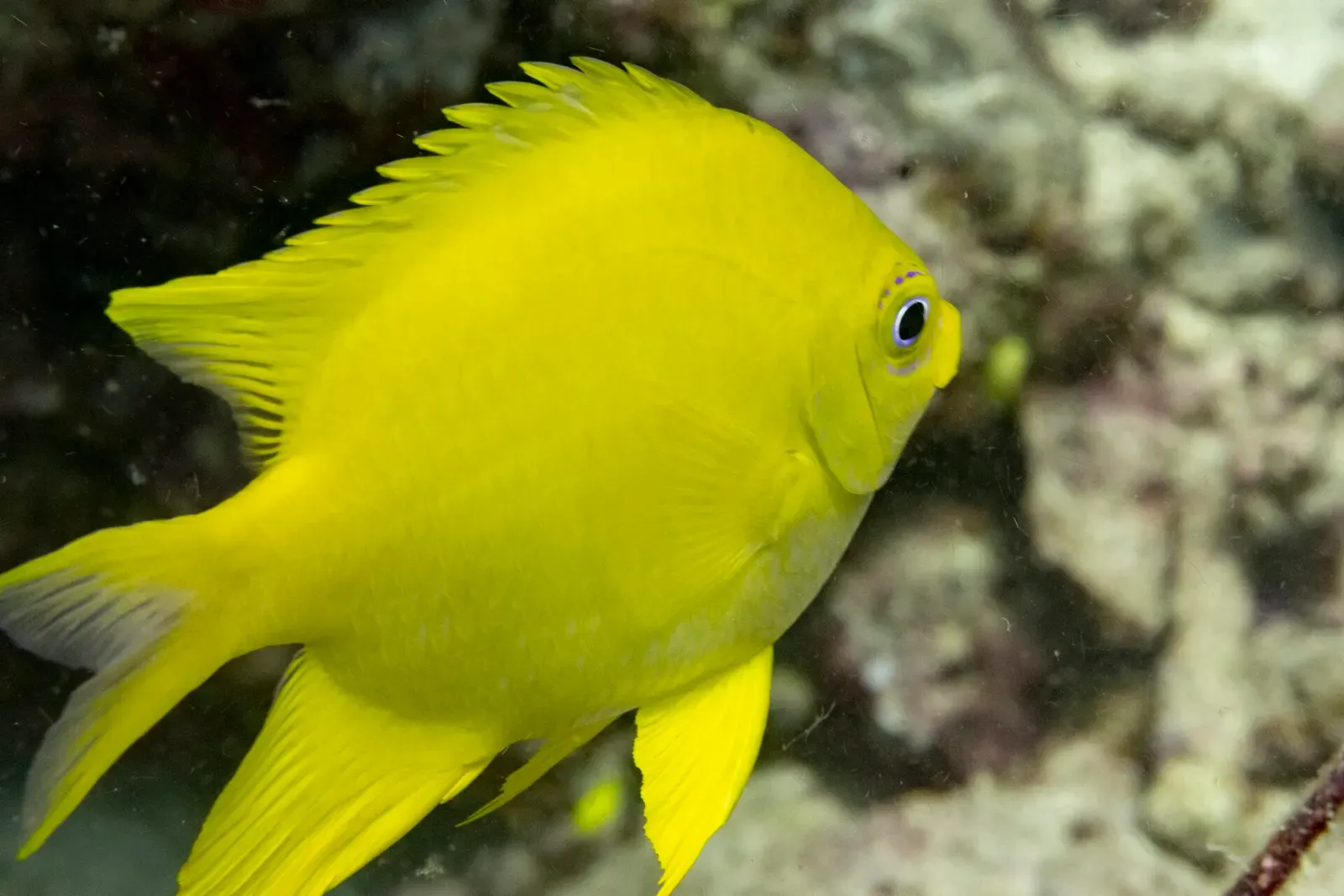 A golden damselfish hovers over the coral at Rainbow Reef, Fiji