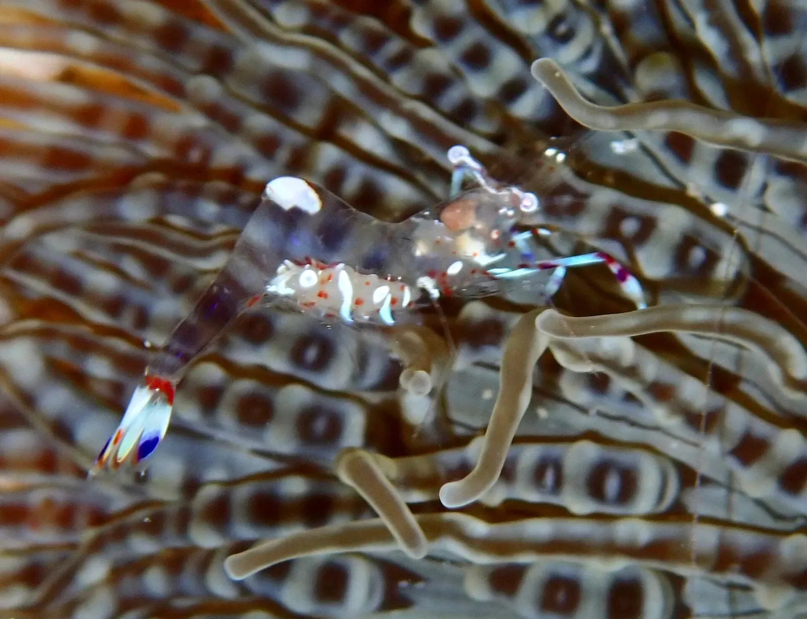 Translucent anemone shrimp with blue-tipped claws camouflaged among striped tentacles