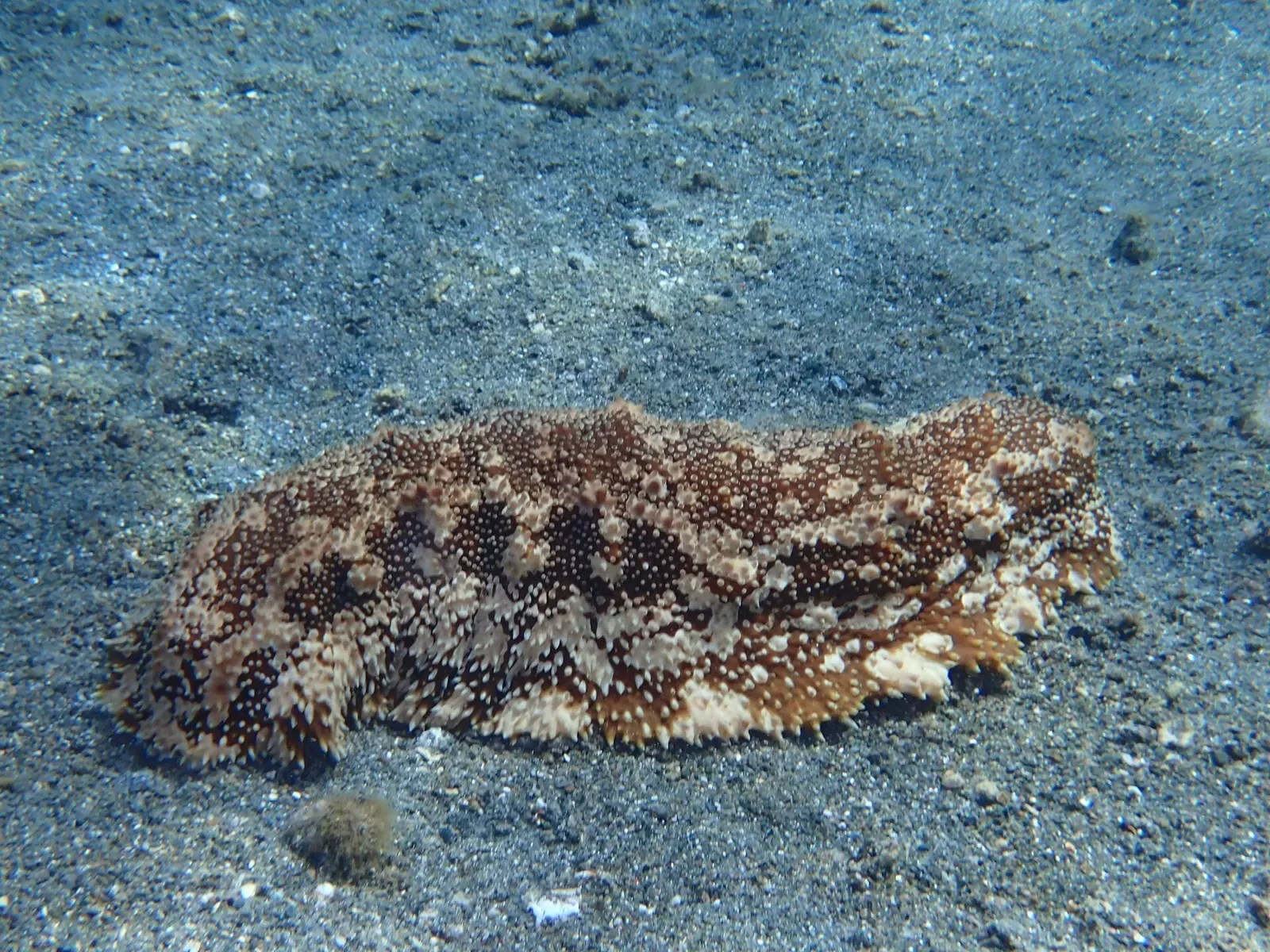 A furry sea cucumber resting on the sandy seafloor off St. Lucia.