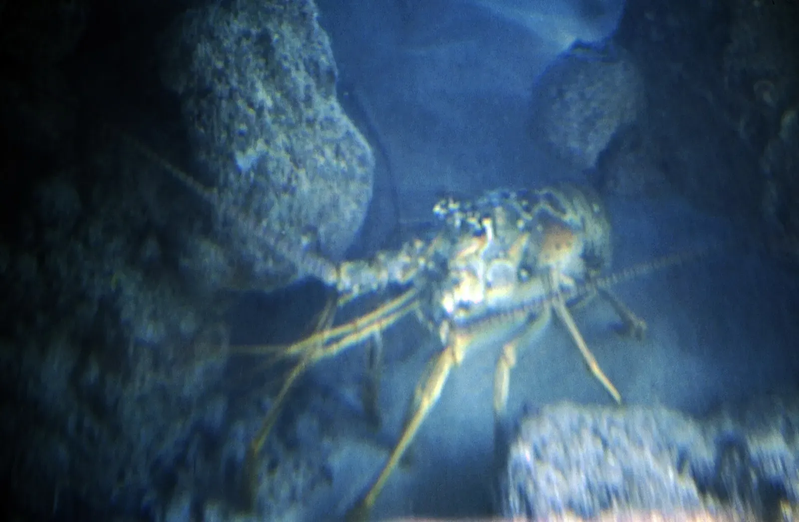 A spiny lobster with long antennae rests among rocks on the reef floor off New Providence.