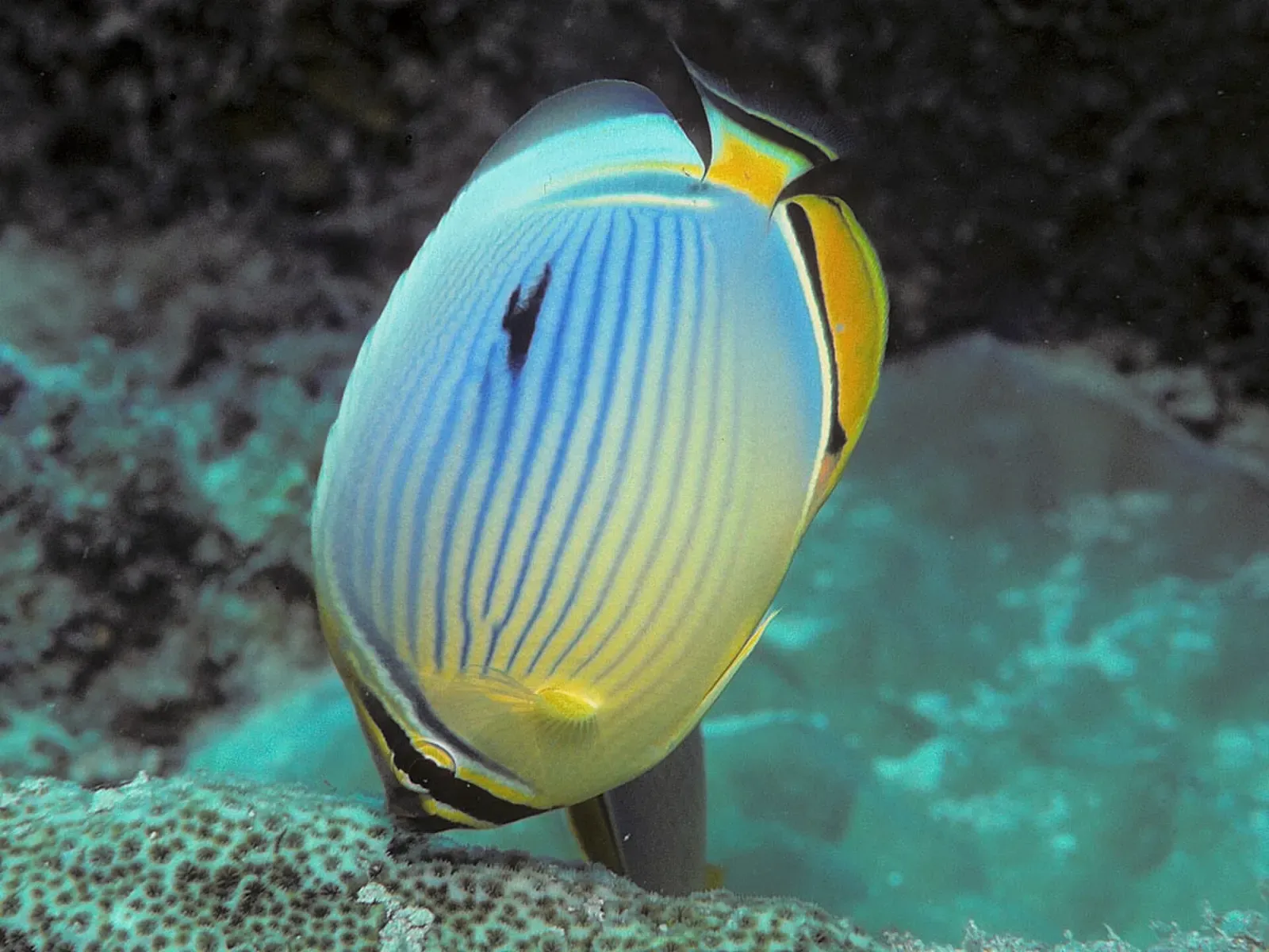 Melon butterflyfish glides over coral at a Pemba Island dive site