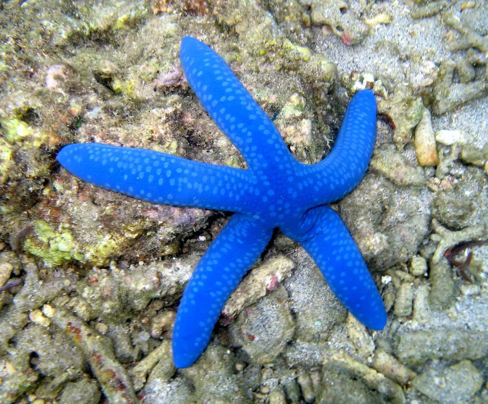 A bright blue sea star rests on rubble a short swim from an Anilao dive resort.