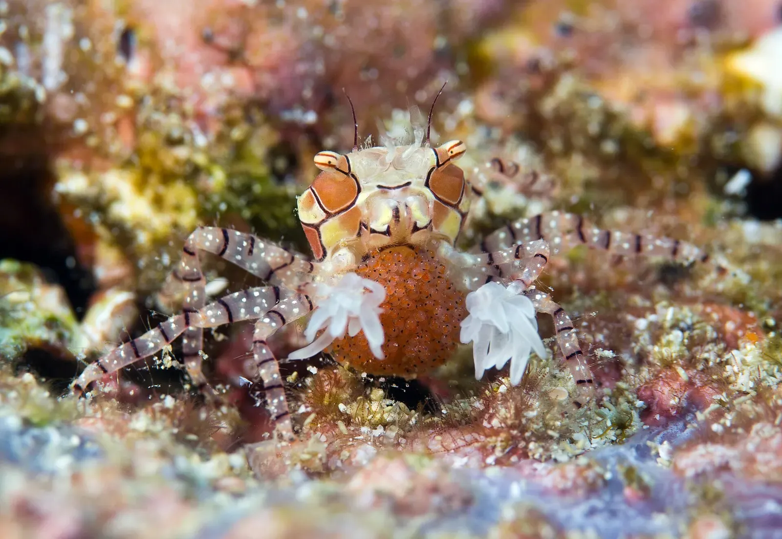 Boxer crab holding pale sea anemones in its claws while carrying a cluster of orange eggs