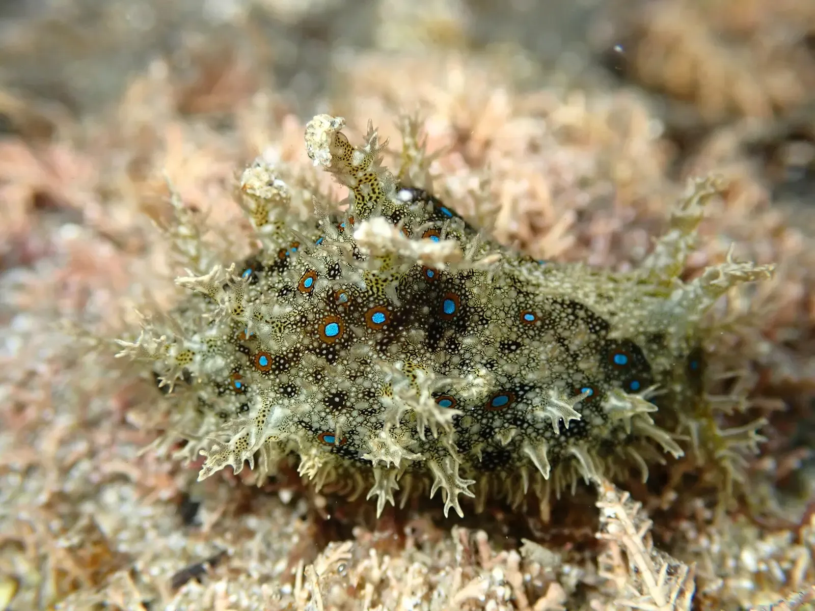 Ragged sea hare on the reef at Cape Rodney-Okakari Point Marine Reserve near Goat Island