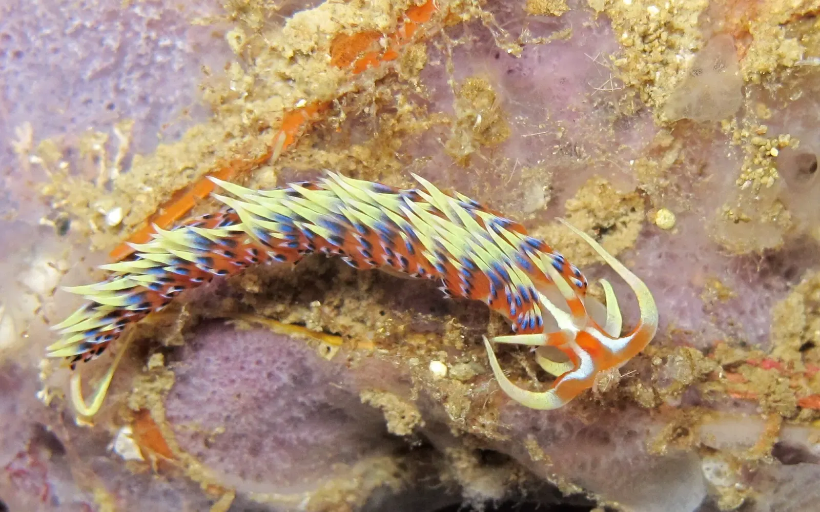 Indian Caloria nudibranch with orange-tipped cerata crawling across the reef