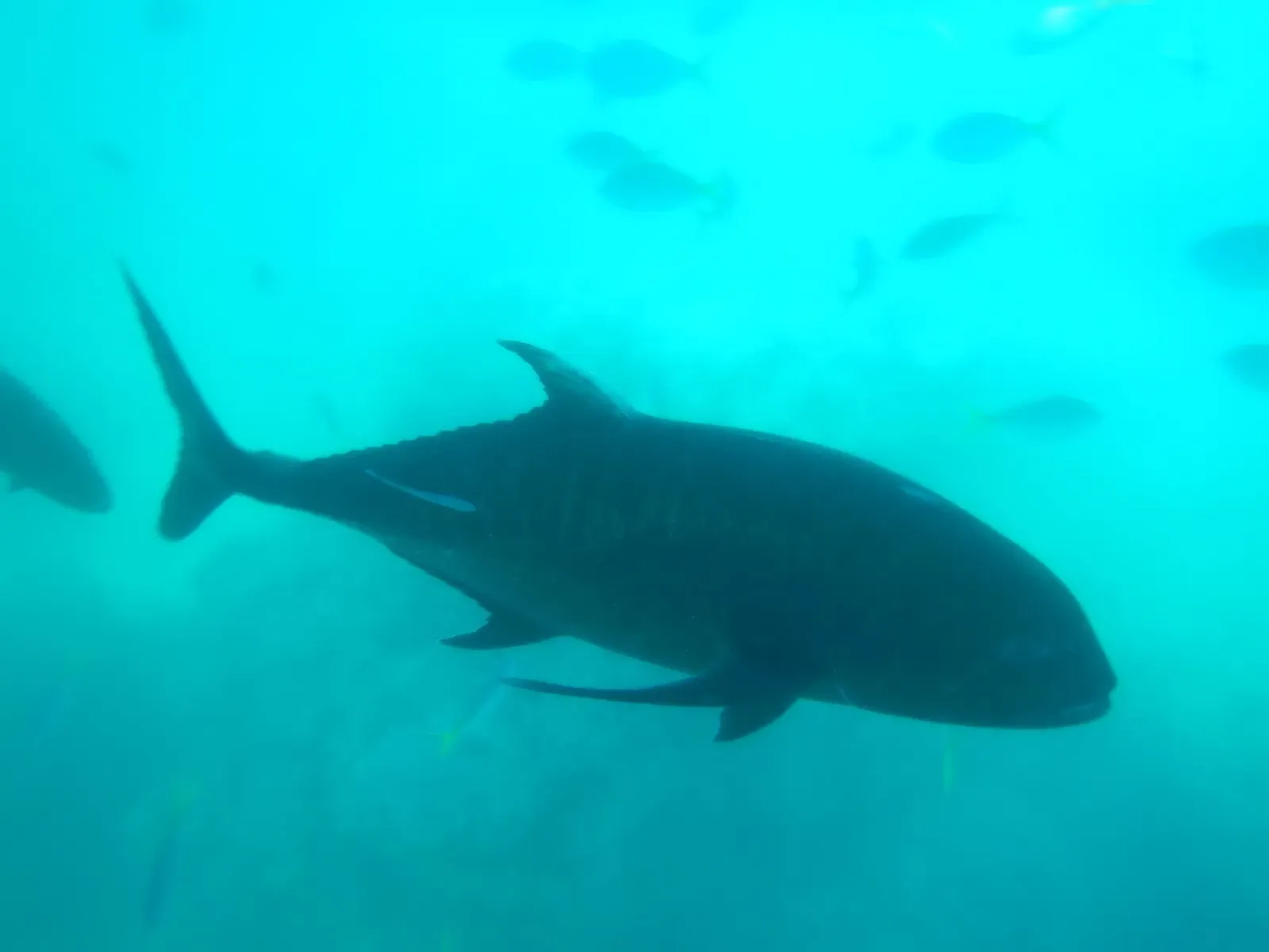 A giant trevally cruises over a reef in the Whitsunday Islands