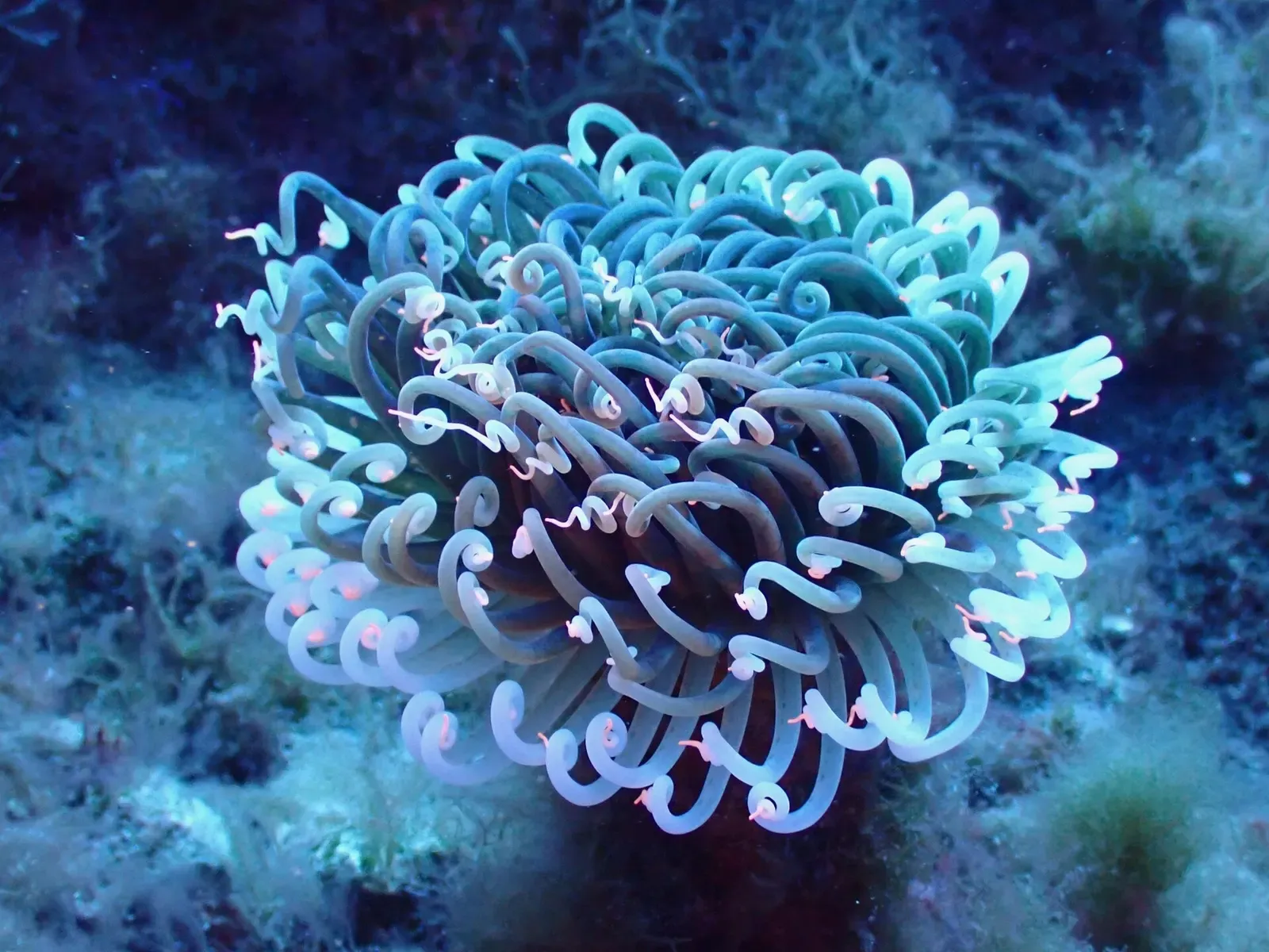 A cylinder anemone extends pale curled tentacles from a crevice on El Hierro's reef