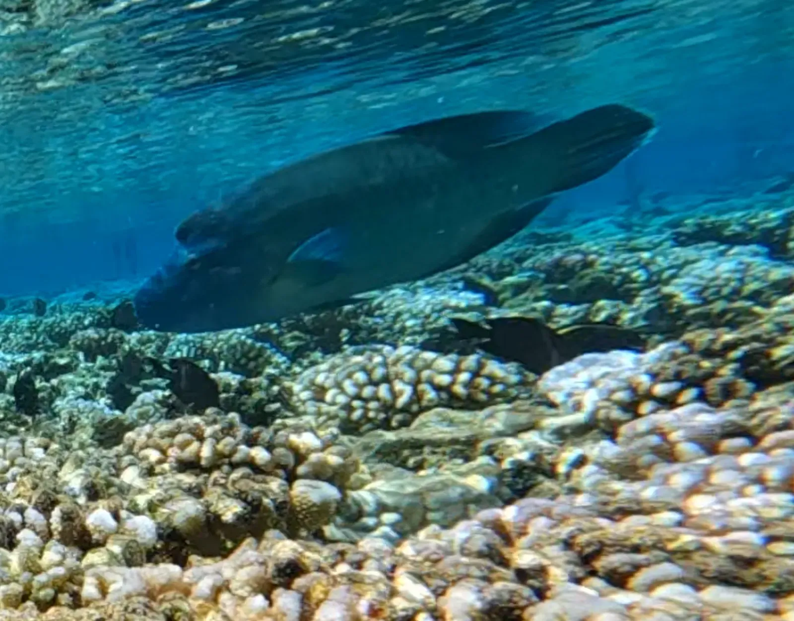 A napoleon wrasse swims near the surface, backlit by sunlight, over the reef near Fakarava