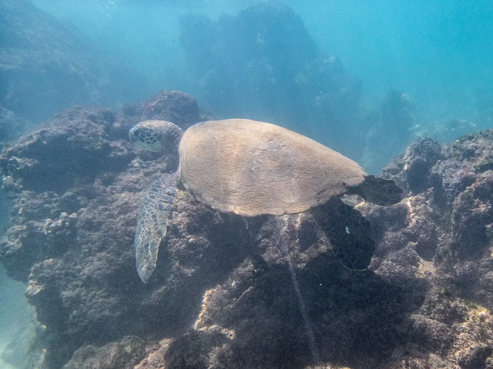 A green sea turtle rests near the reef edge in clear water off Maui.