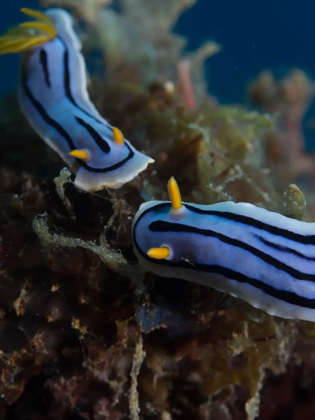 A pair of blue-and-black Chromodoris lochi nudibranchs on the reef.