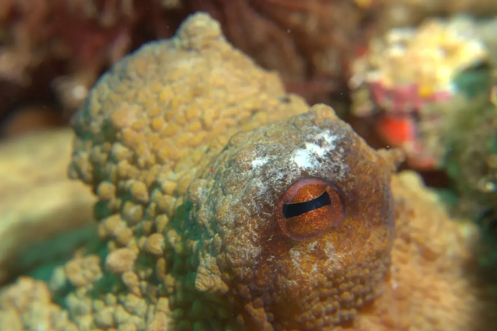 Close-up of a common octopus showing its horizontal-slit eye at Pedra de Déu, Medes Islands