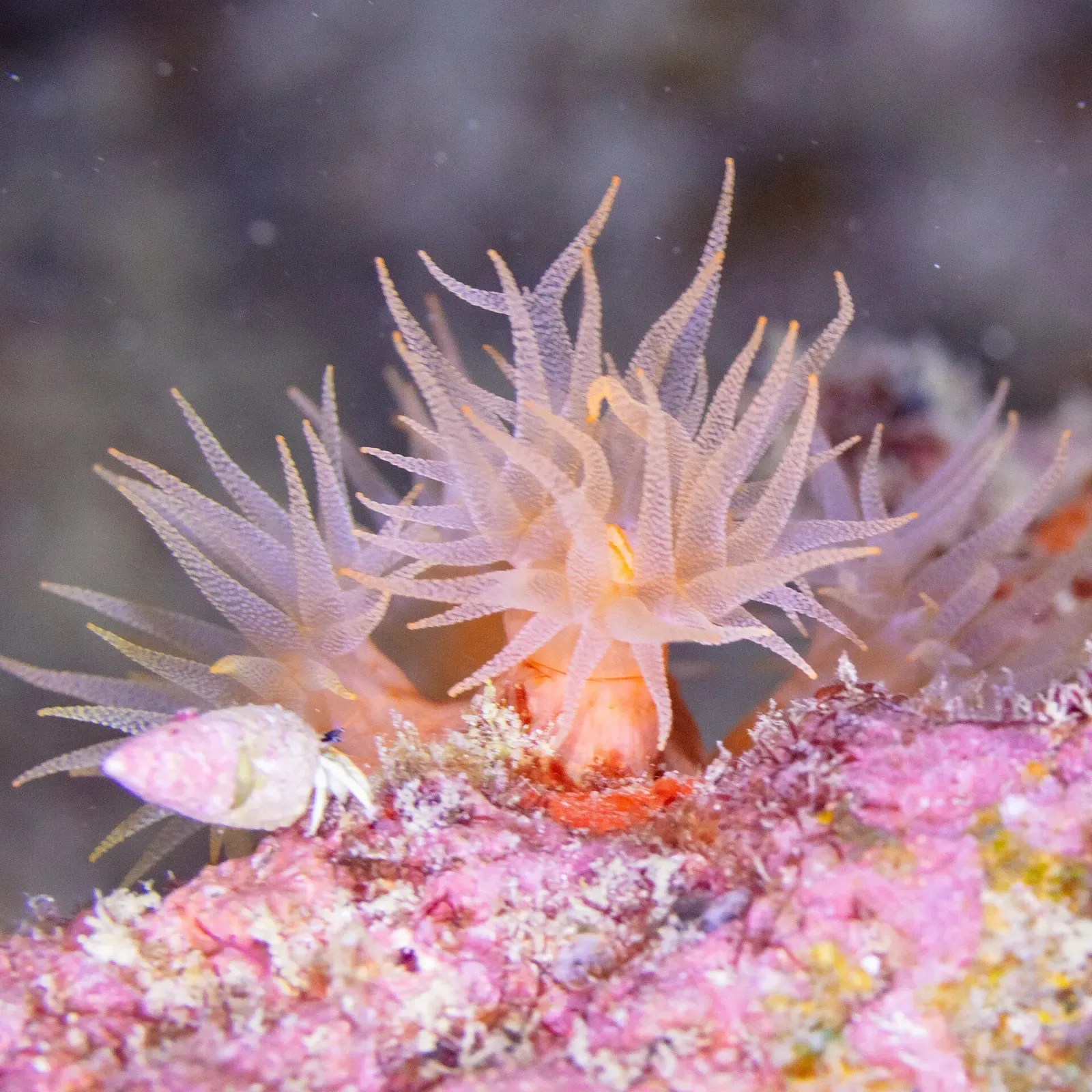 A hermit crab shelters beside soft coral polyps on a reef in Mauritius