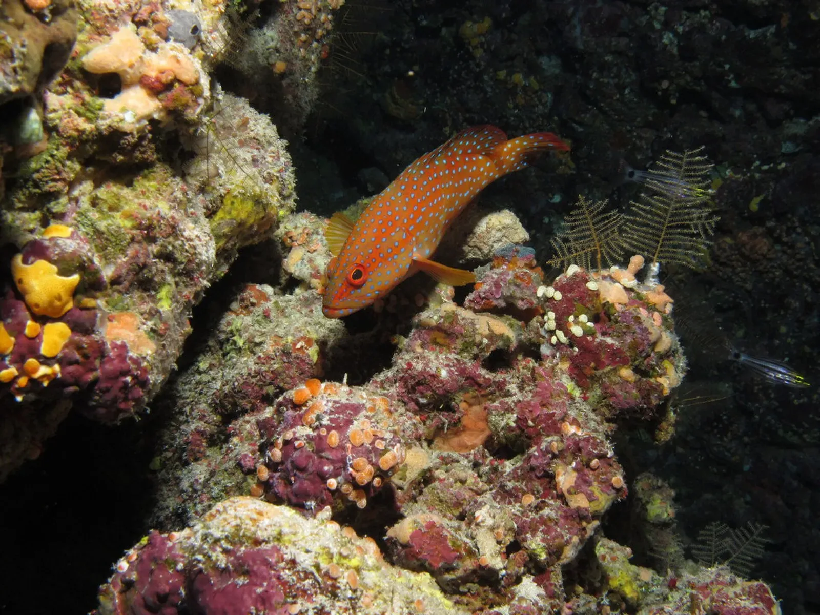 A coral trout rests among reef rock and soft coral at Dangerous Reef