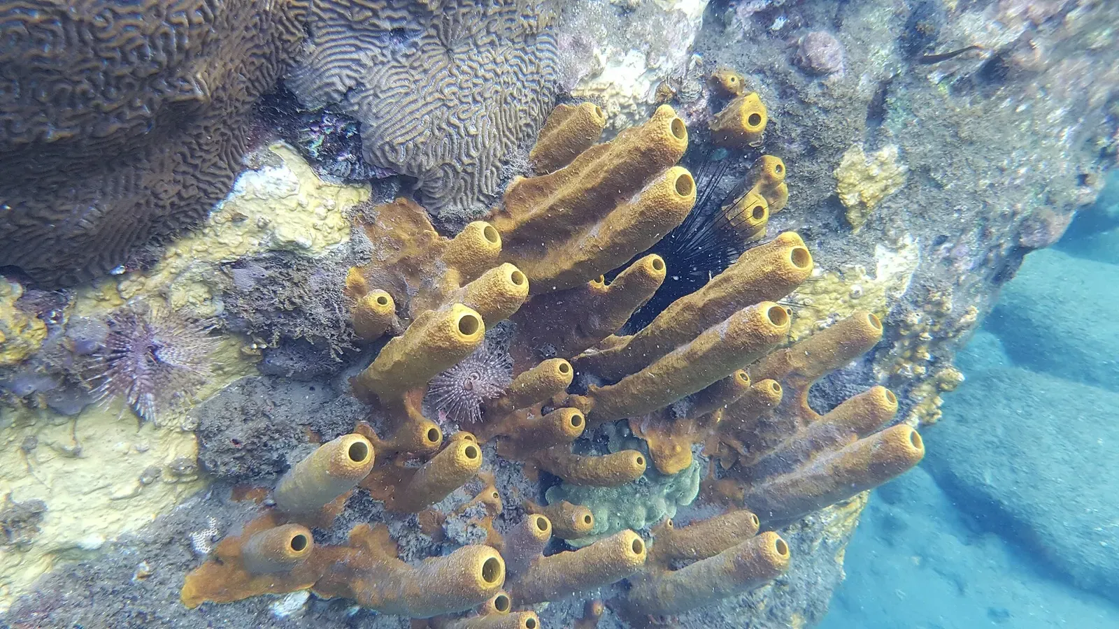 Yellow tube sponges and brain coral cover a rocky reef in the Cousteau Reserve.