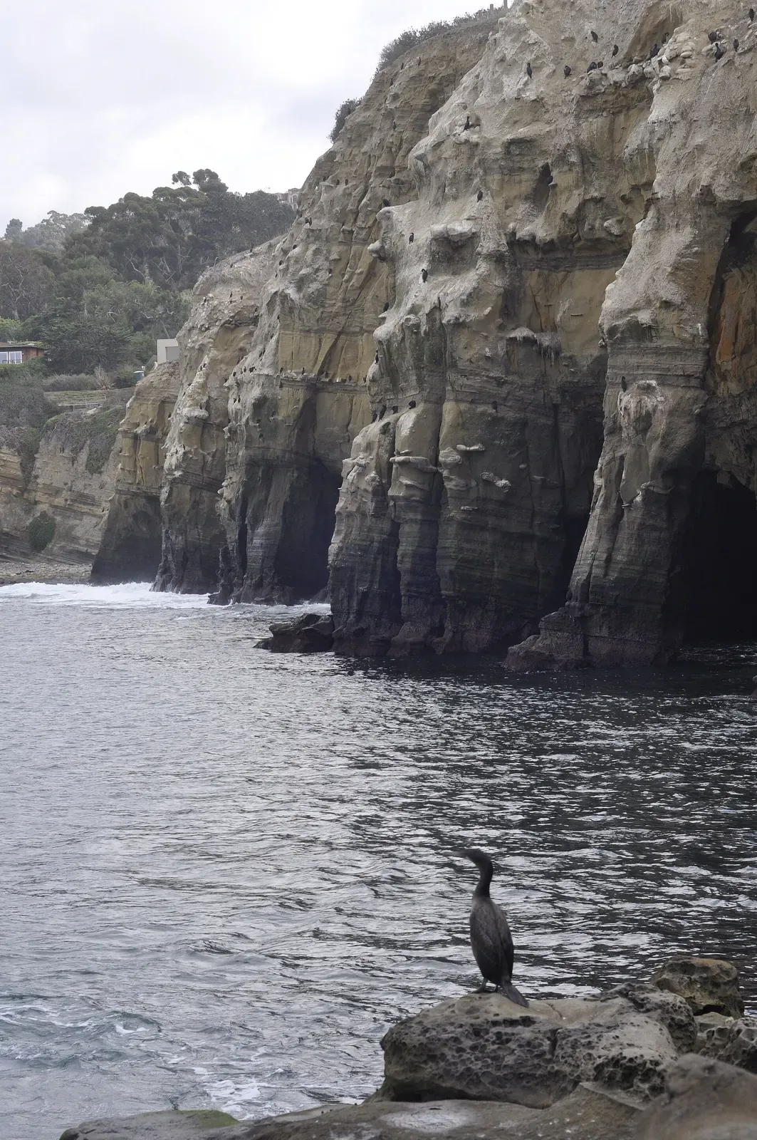 Steep sandstone sea cliffs plunging into the water along the La Jolla coastline