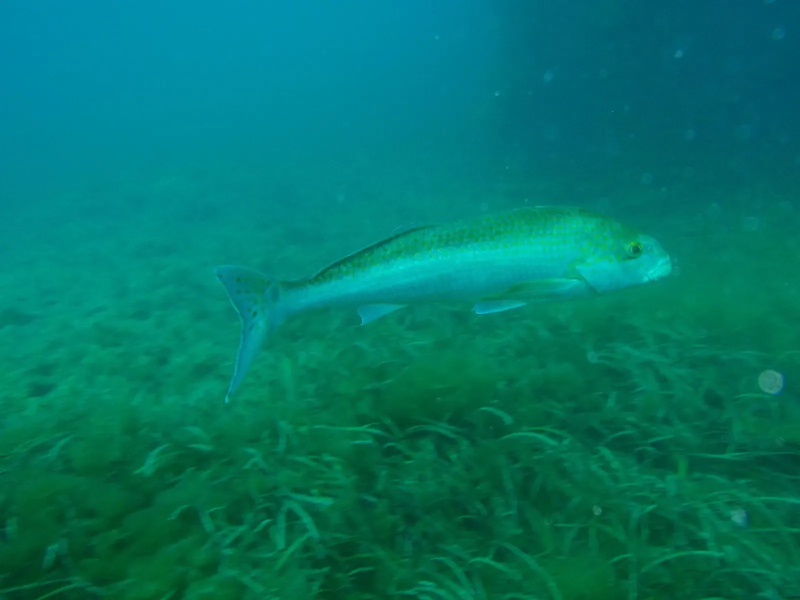 A dusky morwong glides over seagrass near the Rapid Bay dive site