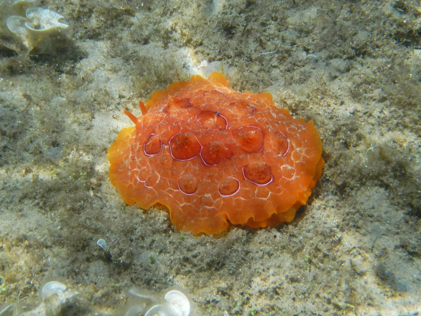 Orange discodoris sea slug on coarse sand at Plage de la Palud, Port-Cros