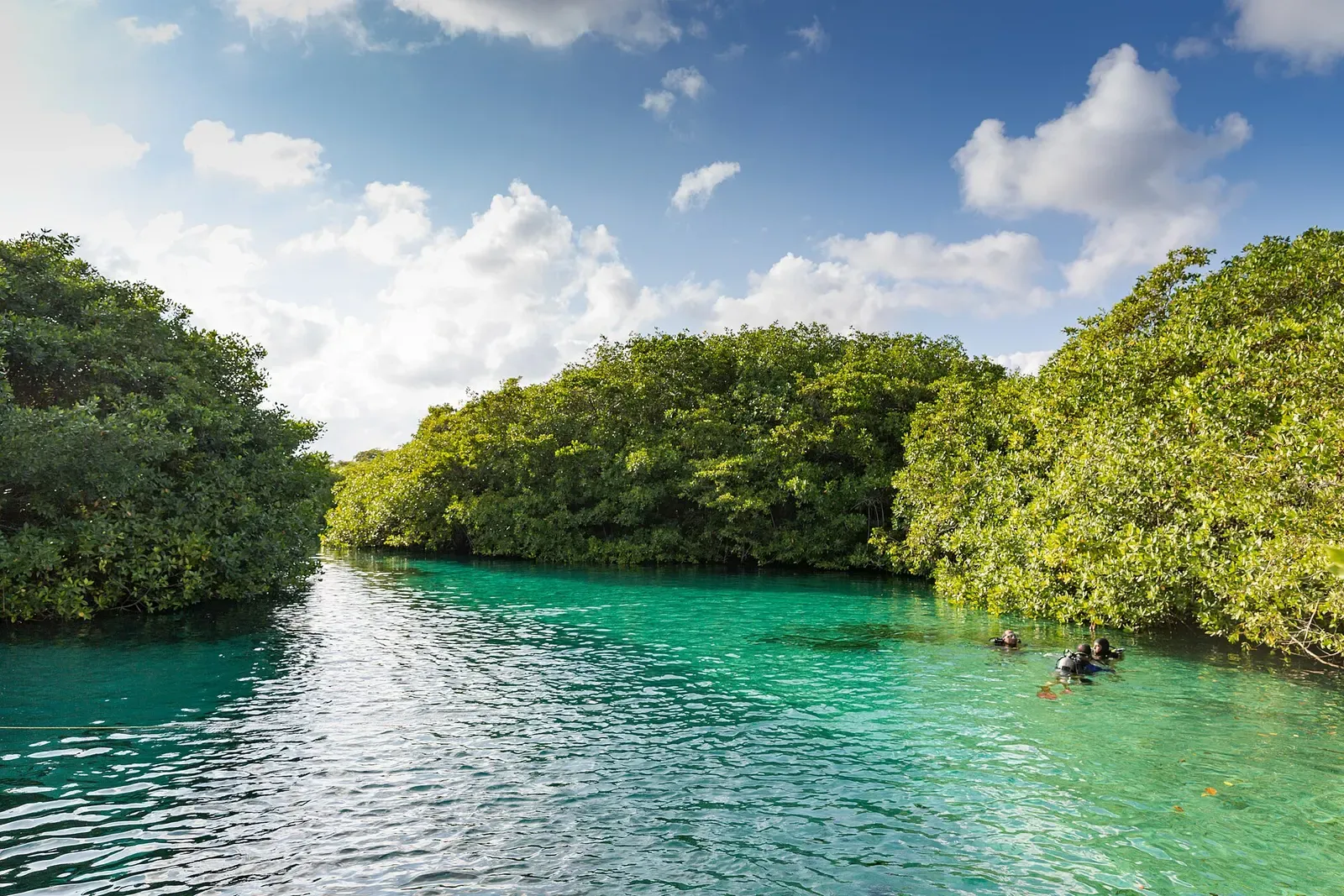 Snorkelers swim through a turquoise mangrove channel at Casa Cenote, Mexico