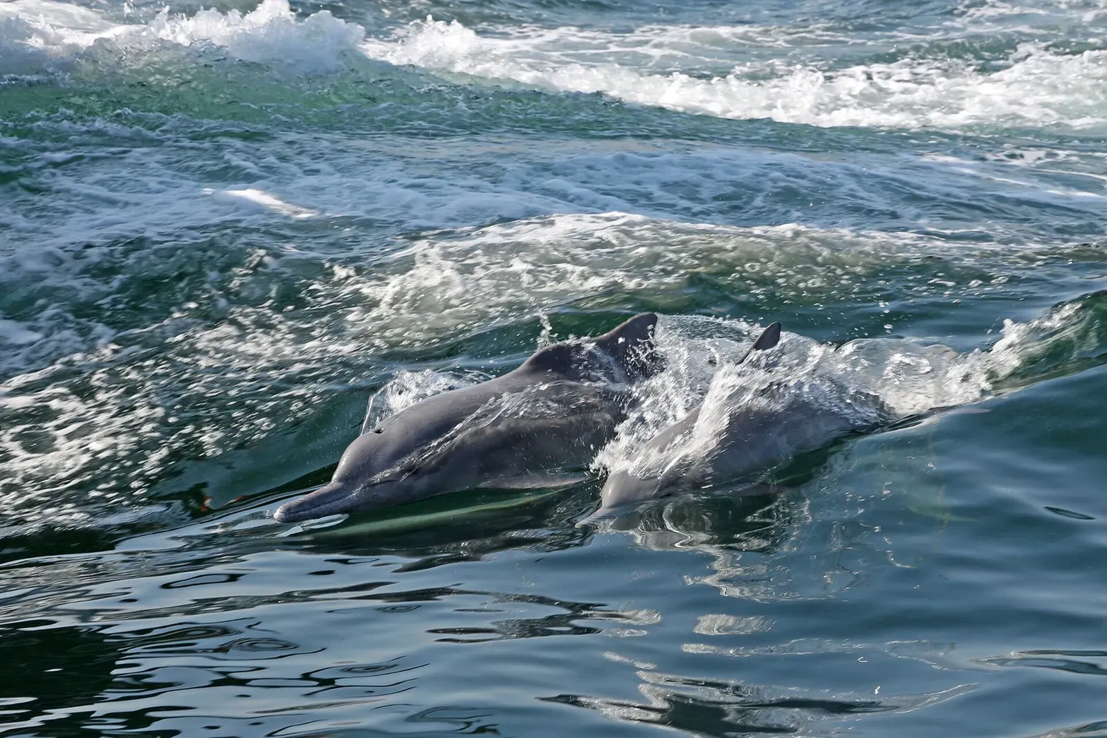 Dolphins surface in the choppy water off Khasab, a common sighting on Musandam boat trips