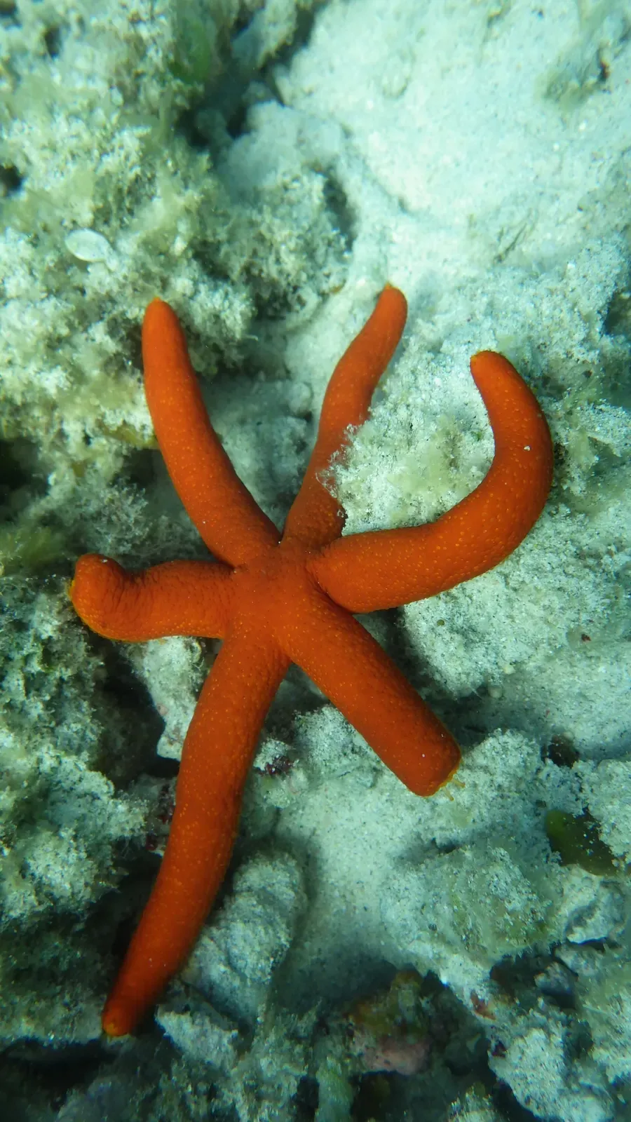 A bright orange sea star grips a sand-dusted coral head underwater.