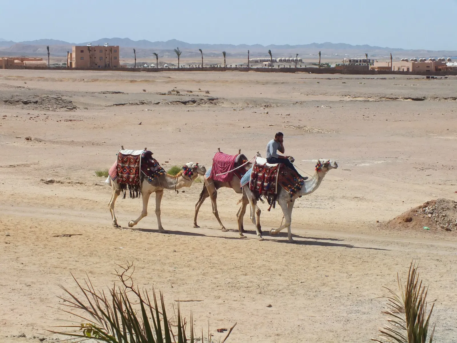 Camels led along a desert beach near Marsa Alam, Egypt