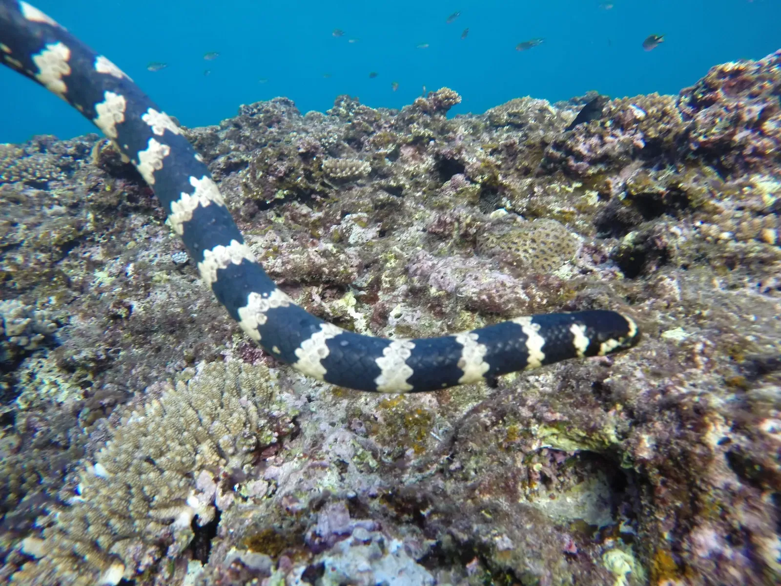 A banded sea snake swimming over a coral reef with small fish in the background