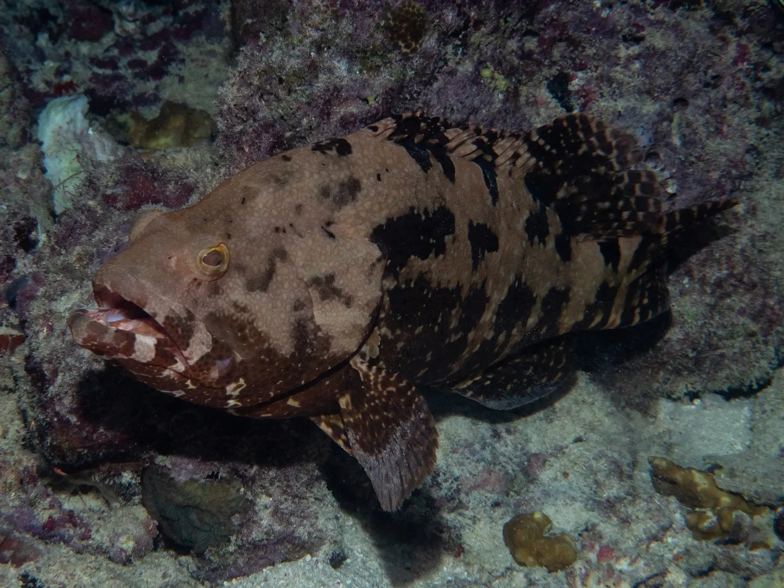 A flowery rockcod grouper resting on the coral reef in the Maldives